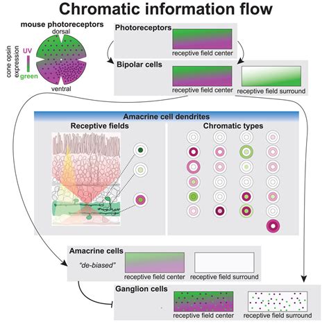 Chromatic Cell .